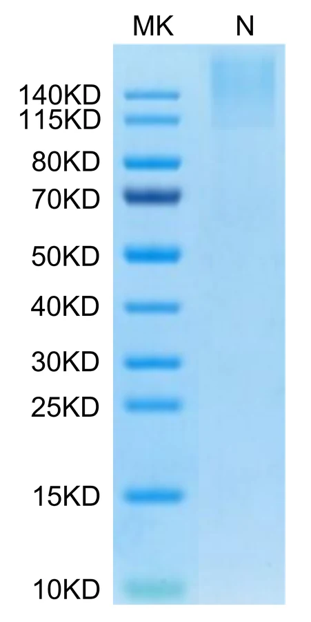 MAGEA3-HP004 Bis-Tris-PAGE-white result