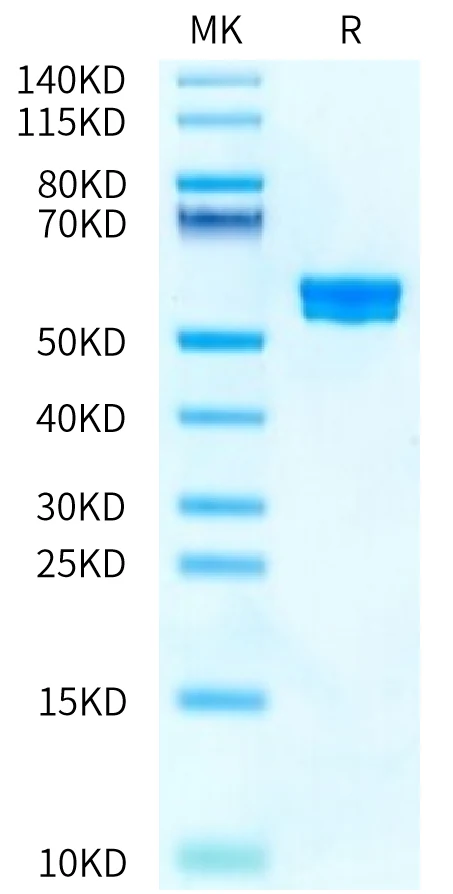 MAGEA3-HP005 Bis-Tris-PAGE-white result