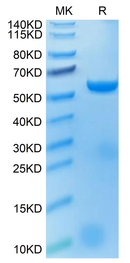MAGEA4-HB001 Bis-Tris-PAGE result