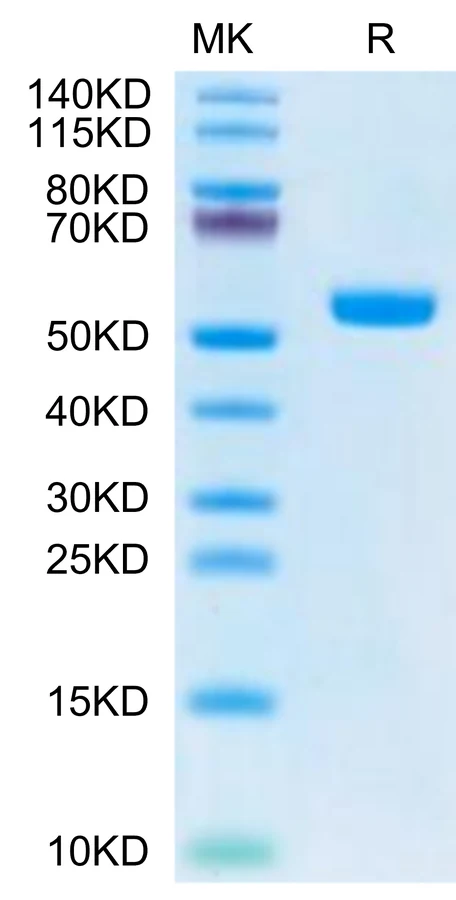 MAGEA4-HB004 Bis-Tris-PAGE-white result