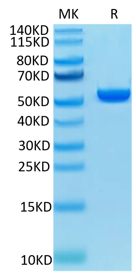 MAGEA4-HP001 Bis-Tris-PAGE-white result