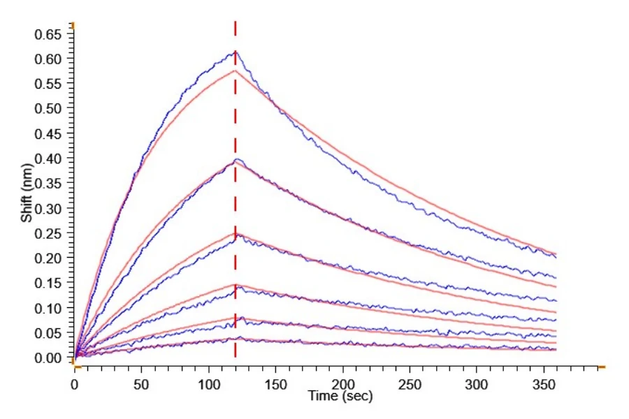 MAGEA4-HP002 BLI result