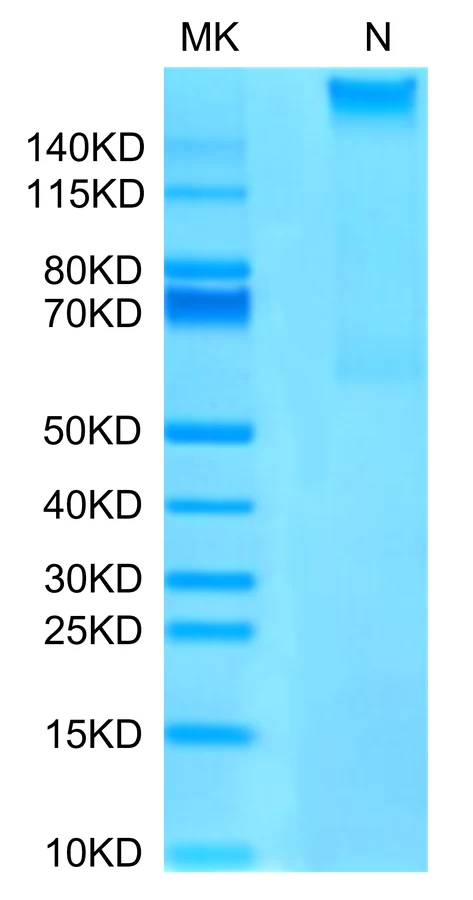 MAGEA4-HP004 Bis-Tris-PAGE-white result