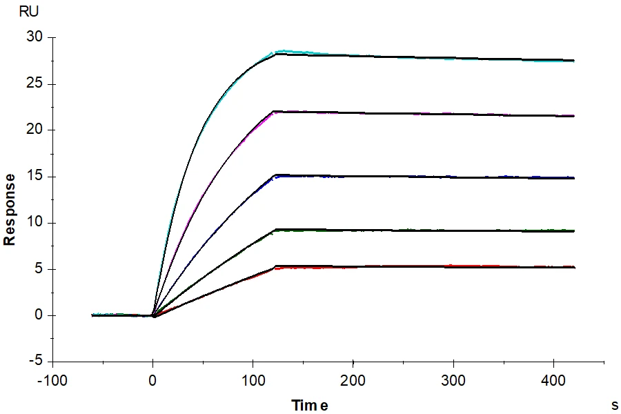 MAGEA4-HP004 SPR result