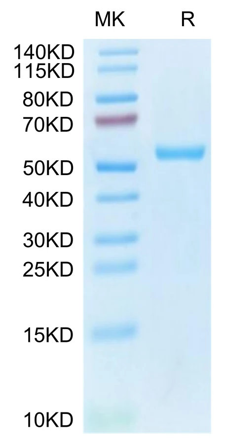 MAGEA4-HP005 Bis-Tris-PAGE-white result