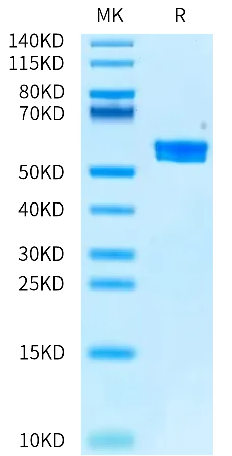 MAGEA4-HP008 Bis-Tris-PAGE-white result