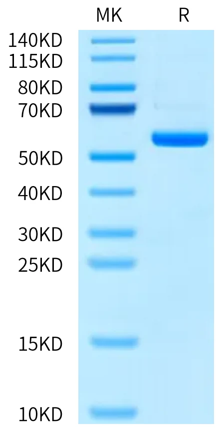 MART1-HB002 Bis-Tris-PAGE-white result