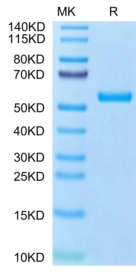 MART1-HP002 Bis-Tris-PAGE-white result
