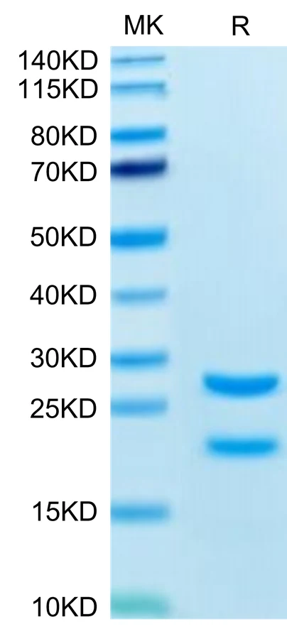 MASP2-RB001 Bis-Tris-PAGE-white result