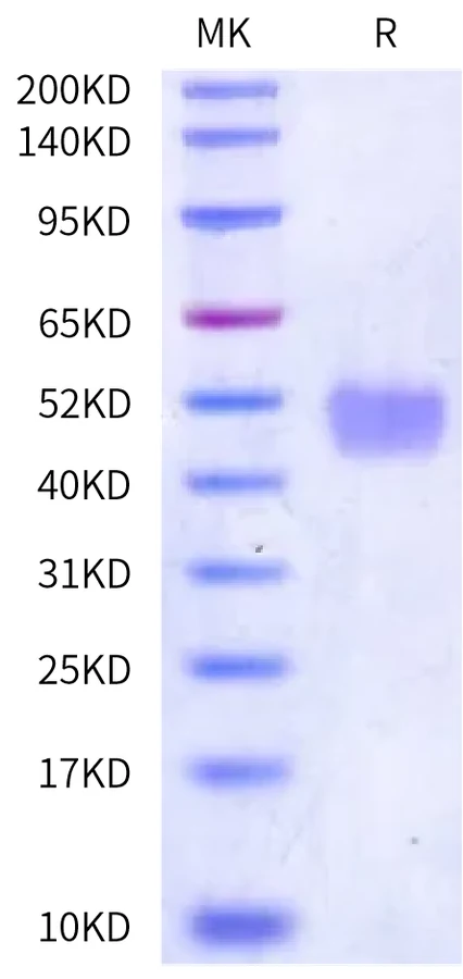 MASP3-HB001 Bis-Tris-PAGE-white result