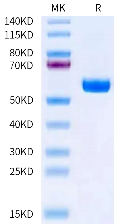 MATN2-HB001 Bis-Tris-PAGE-white result