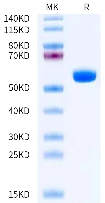 MATN2-HP001 Bis-Tris-PAGE-white result
