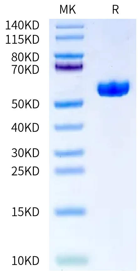 MATN2-HP002 Bis-Tris-PAGE-white result
