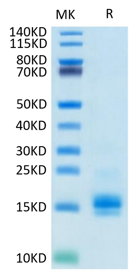 MCP1-HB001 Bis-Tris-PAGE-white result