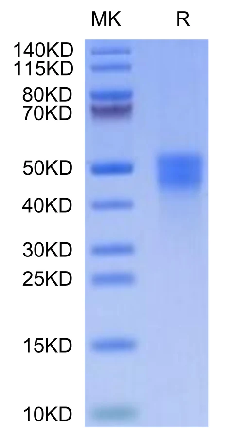 MCSF-CP001 Bis-Tris-PAGE-white result