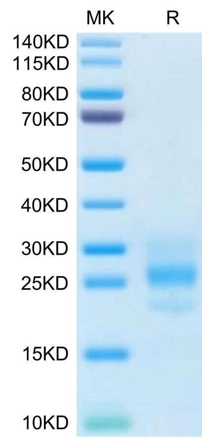 MCSF-HP001 Bis-Tris-PAGE-white result