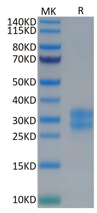 MCSF-HP002 Bis-Tris-PAGE result