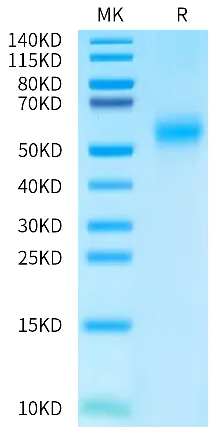 MCSF-MP001 Bis-Tris-PAGE-white result