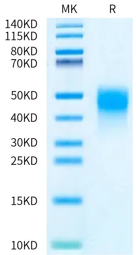 MDL1-HB001 Bis-Tris-PAGE-white result