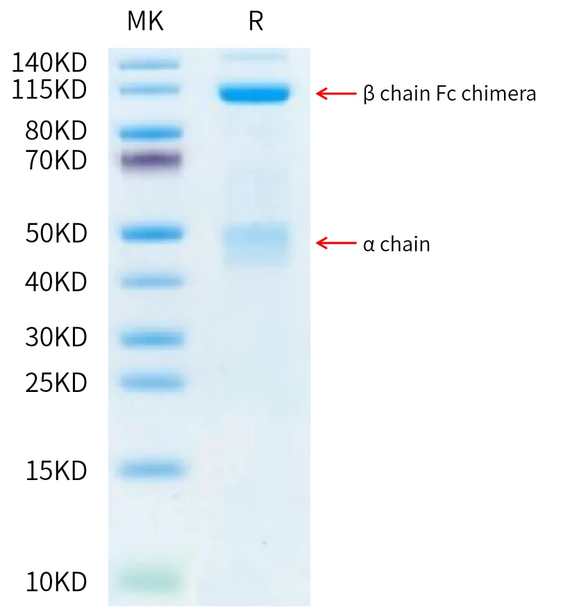MET-HF001 Bis-Tris-PAGE-white result