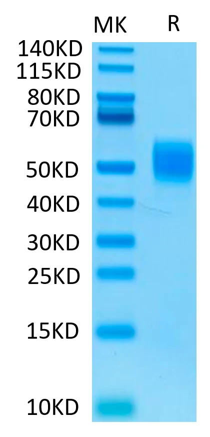 MICB-HB001 Bis-Tris-PAGE-white result