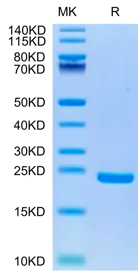 MIDKINE-HB001 Bis-Tris-PAGE-white result