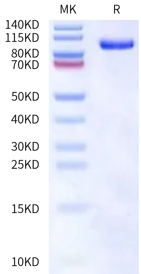 MMP9-HB001 Bis-Tris-PAGE-white result