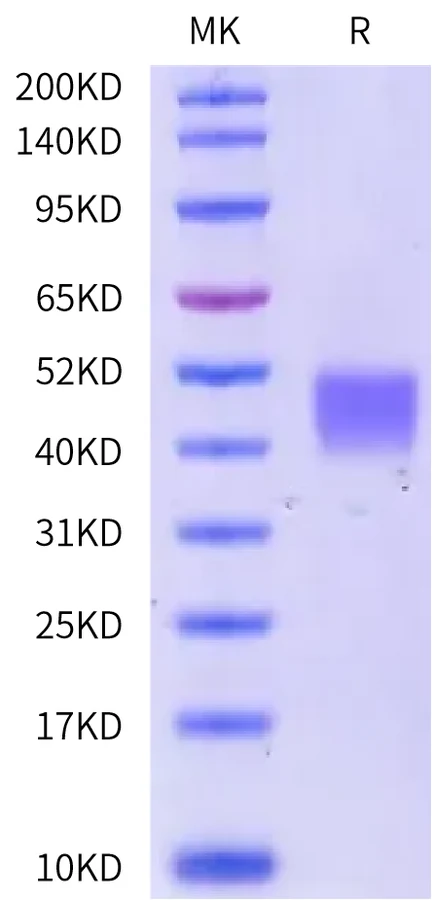 MSLN-CB001 Bis-Tris-PAGE-white result