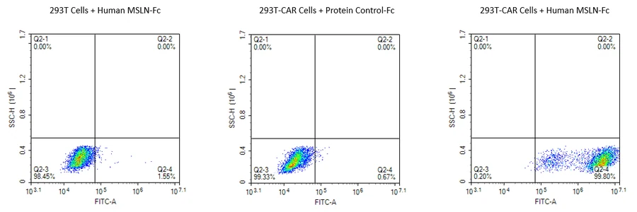MSLN-HB001 Flow-Cytometry result