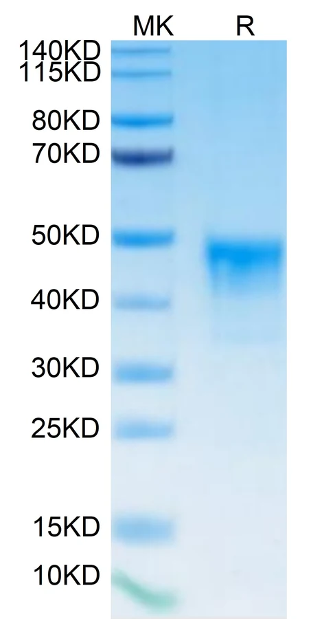 MSLN-HB002 Bis-Tris-PAGE result