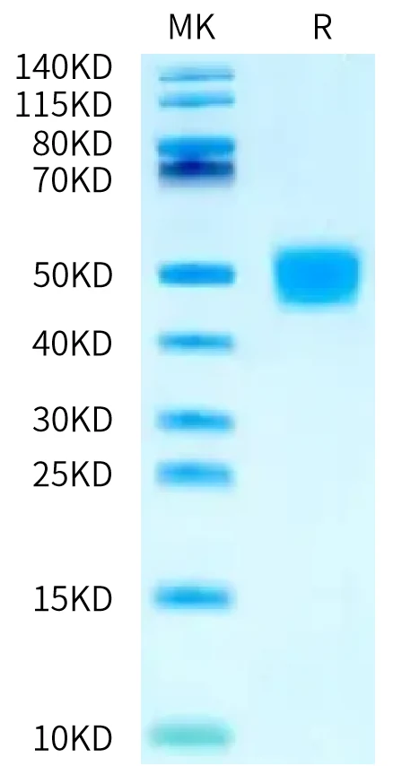 MSLN-HB003 Bis-Tris-PAGE-white result
