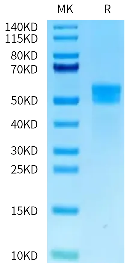 MSLN-HF001 Bis-Tris-PAGE-white result