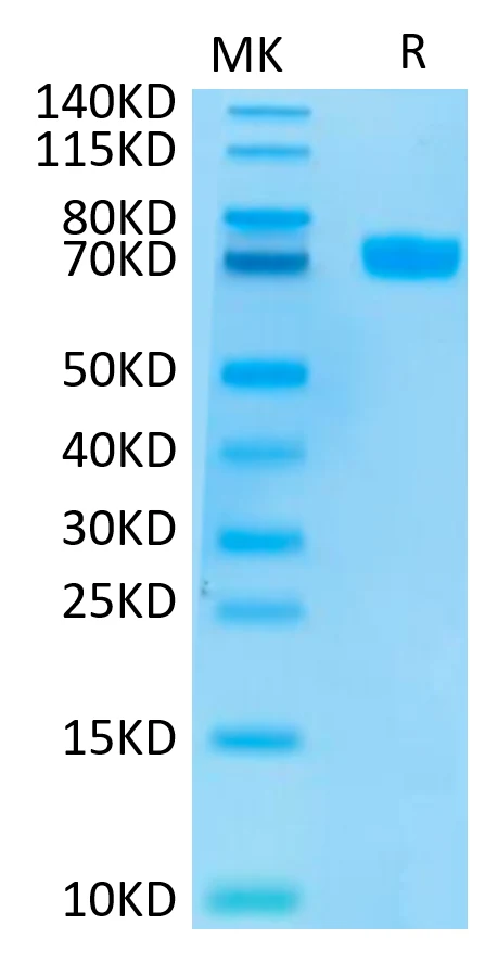 MSLN-HF002 Bis-Tris-PAGE-white result