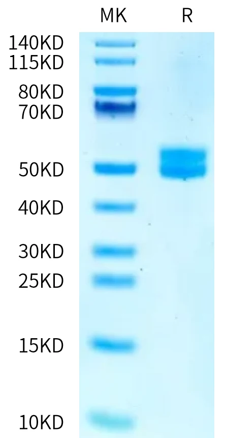 MSLN-HF003 Bis-Tris-PAGE-white result