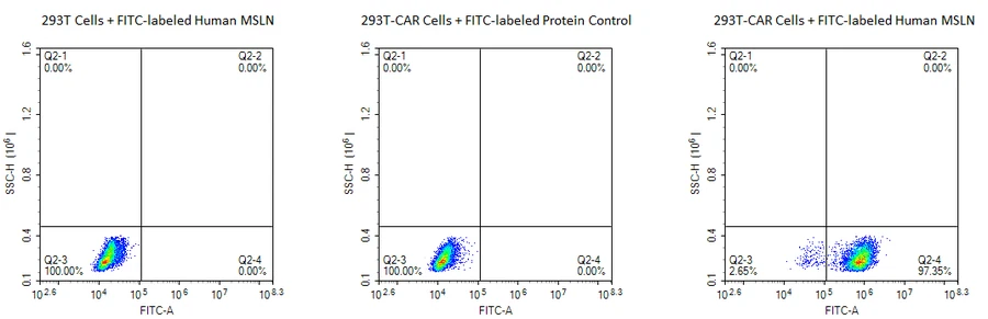 MSLN-HP001 Flow-Cytometry result