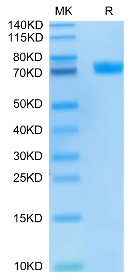 MSLN-HP002 Bis-Tris-PAGE-white result
