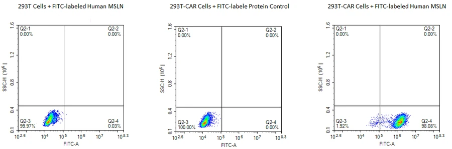 MSLN-HP002 Flow-Cytometry result