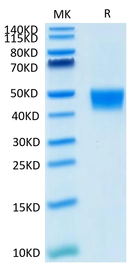 MSLN-MB001 Bis-Tris-PAGE result