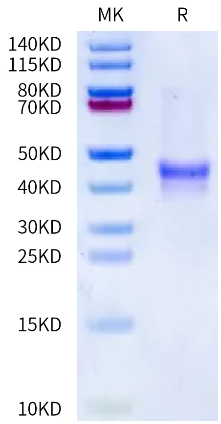 MUC1-HF001 Bis-Tris-PAGE-white result