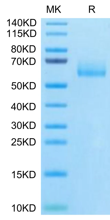 MUC1-HF002 Bis-Tris-PAGE-white result