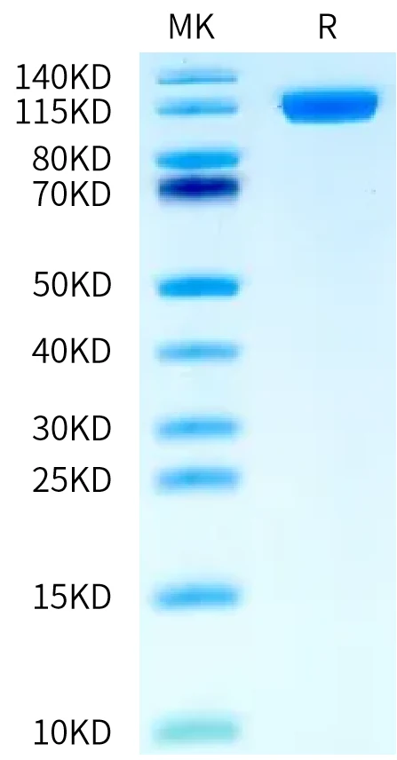 NCAM1-HB001 Bis-Tris-PAGE-white result