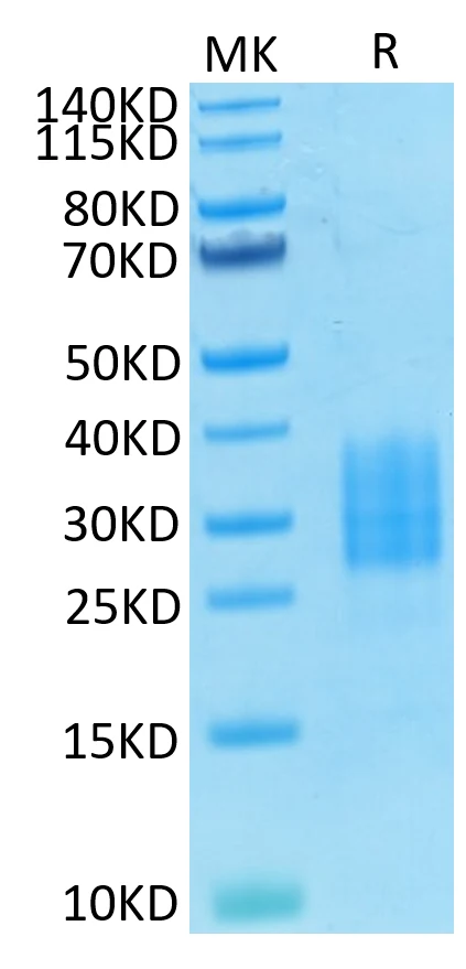 NCR3-HB001 Bis-Tris-PAGE-white result