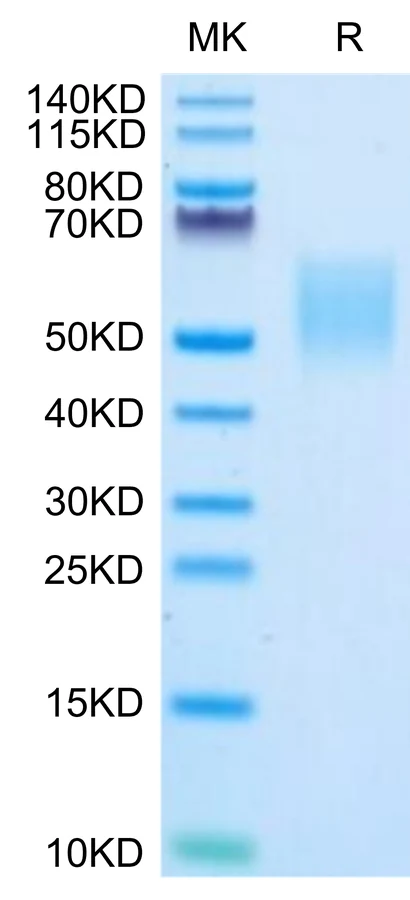 NCR3LG1-HB001 Bis-Tris-PAGE-white result