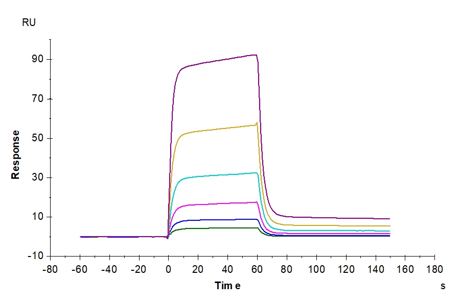 NCR3LG1-HB001 SPR result