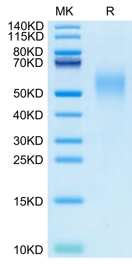 NECTIN2-CP001 Bis-Tris-PAGE-white result