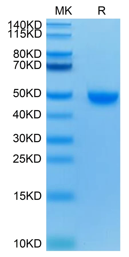 NECTIN2-HB001 Bis-Tris-PAGE result