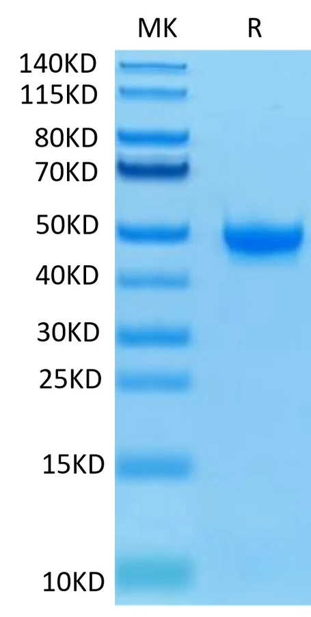 NECTIN2-HB002 Bis-Tris-PAGE-white result