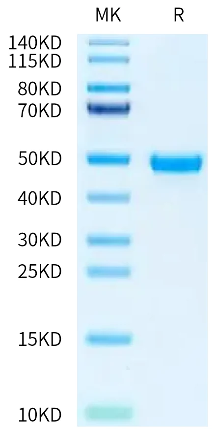 NECTIN2-HP001 Bis-Tris-PAGE-white result