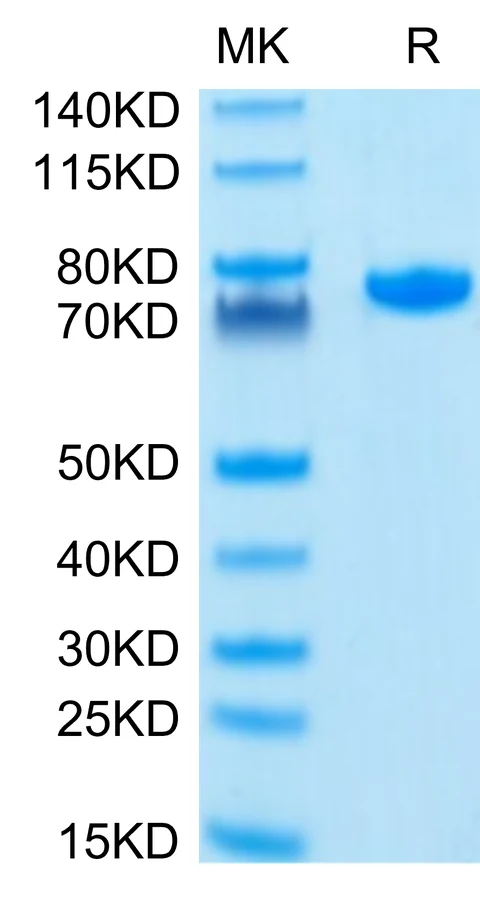 NECTIN2-HP002 Bis-Tris-PAGE-white result