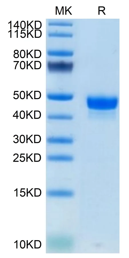 NECTIN2-MP001 Bis-Tris-PAGE result